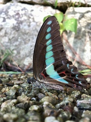 Graphium sarpedon nipponum
