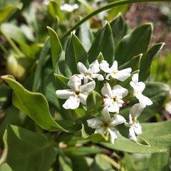 Lithospermum distichum