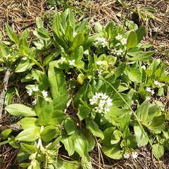 Lithospermum distichum