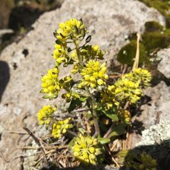 Draba jorullensis