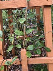 Lonicera sempervirens
