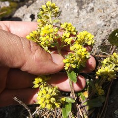 Draba jorullensis