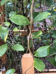 Lonicera sempervirens