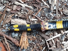 Calamaria lumbricoidea