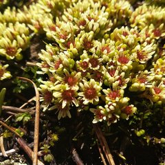 Sedum minimum