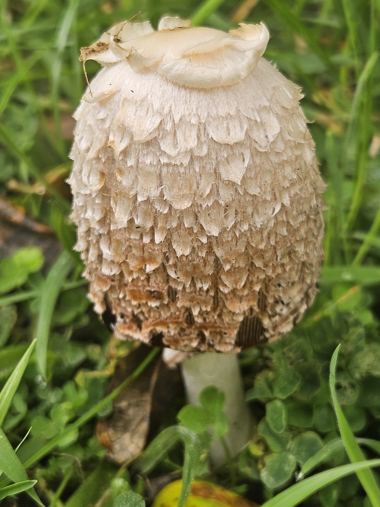 Coprinus comatus · April 2025 · photo: © jacog (iNaturalist, cc0)