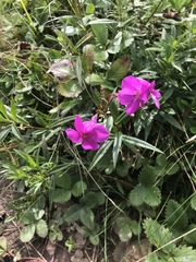 Phlox ovata