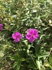 Phlox ovata