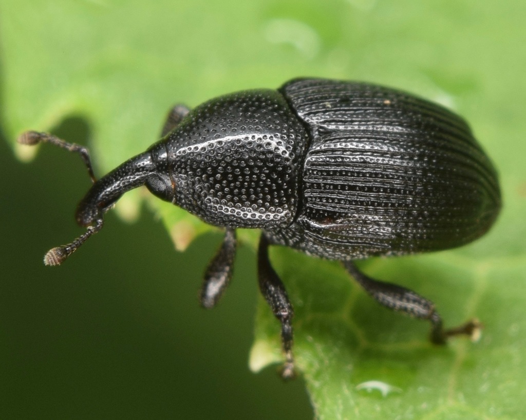 Stethobaris ovata