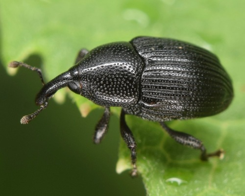 Stethobaris ovata