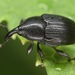 Stethobaris ovata - Photo (c) skitterbug, algunos derechos reservados (CC BY), subido por skitterbug