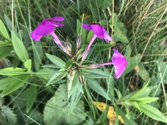Phlox ovata