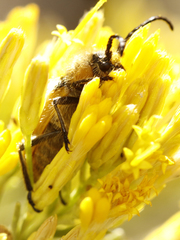 Crossidius punctatus