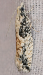 Epinotia nisella