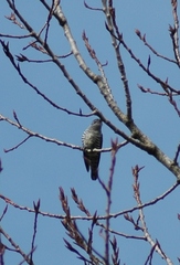 Chrysococcyx lucidus lucidus