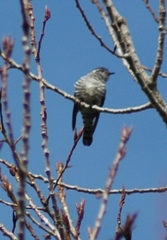 Chrysococcyx lucidus lucidus