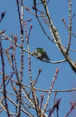 Chrysococcyx lucidus lucidus