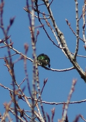 Chrysococcyx lucidus lucidus