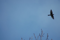 Chrysococcyx lucidus lucidus