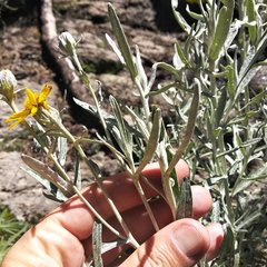 Senecio mairetianus
