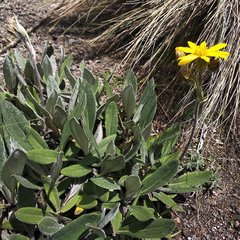 Robinsonecio gerberifolius