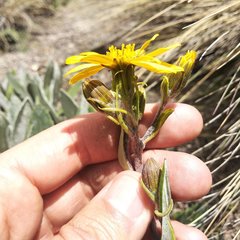 Robinsonecio gerberifolius