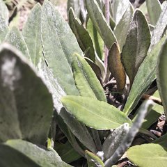 Robinsonecio gerberifolius