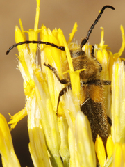 Crossidius punctatus