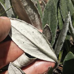 Robinsonecio gerberifolius