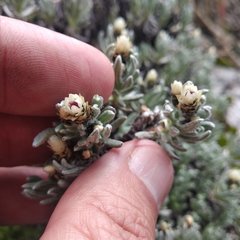 Gnaphaliothamnus lavandulifolius