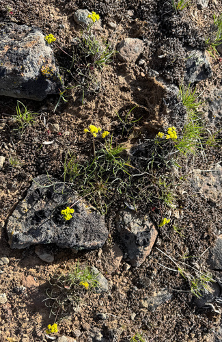 Image of Northern Biscuitroot (Lomatium farinosum) by no rights reserved