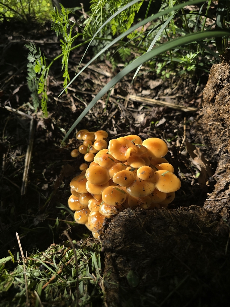 Flammulina velutipes · April 2025 · photo: © xmahliax (iNaturalist, cc-by-nc)