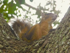 Sciurus niger avicennia