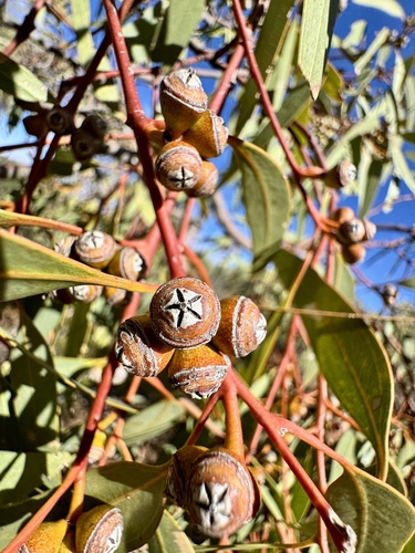 Flinders Mallee (Eucalyptus flindersii)