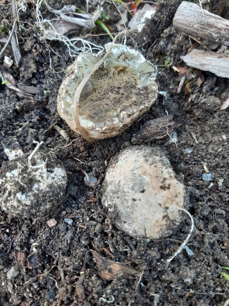 Ileodictyon cibarium · April 2025 · photo: © eleanor_bissell (iNaturalist, cc-by)