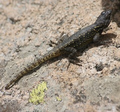Sceloporus anahuacus