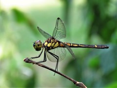 Chalcostephia flavifrons