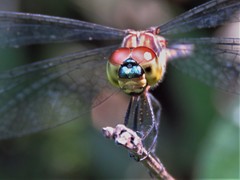 Chalcostephia flavifrons