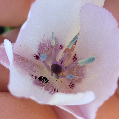 Image of Calochortus uniflorus by (c) Konshau Duman, some rights reserved (CC BY)
