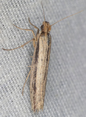 Ypsolopha flavistrigella