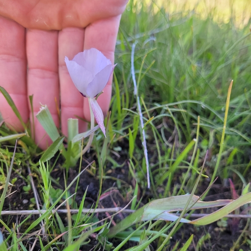 Image of Calochortus uniflorus by (c) Konshau Duman, some rights reserved (CC BY)