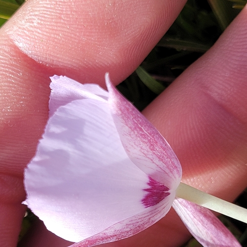 Image of Calochortus uniflorus by (c) Konshau Duman, some rights reserved (CC BY)