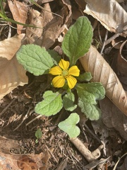 Chrysogonum repens, photograph Graham Williams, CC BY, iNaturalist via GBIF