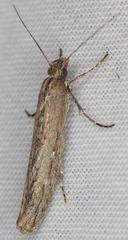 Ypsolopha