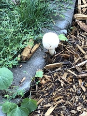 Leucoagaricus leucothites