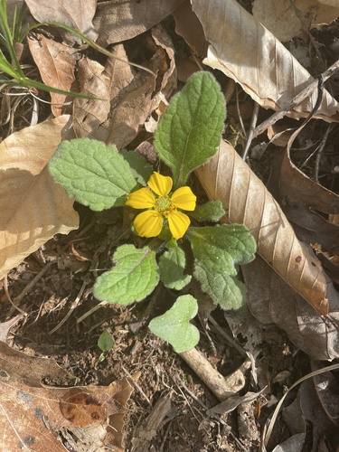 Chrysogonum repens, photograph 2