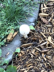 Leucoagaricus leucothites