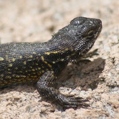 Sceloporus anahuacus