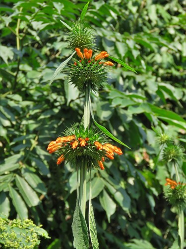 Leonotis nepetifolia image