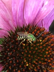 Agapostemon